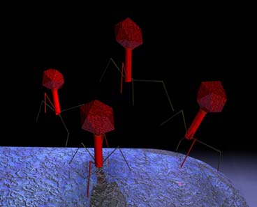T4 type bacteriophage landing on a bacterium and preparing to inject their genetic material. Credit: Gary Caviness