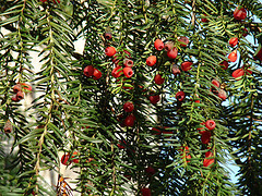 conifer_berries_by_helen.2006.jpg