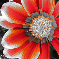 gazania.jpg