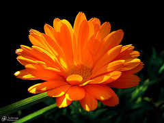 marigold_by_schroppyo.jpg